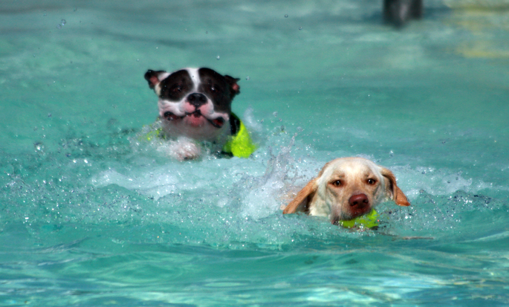 Dogs swimming in a pool