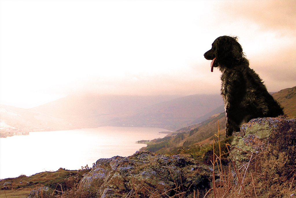 A canine guest at The Four Seasons Hotel enjoying a mountain view