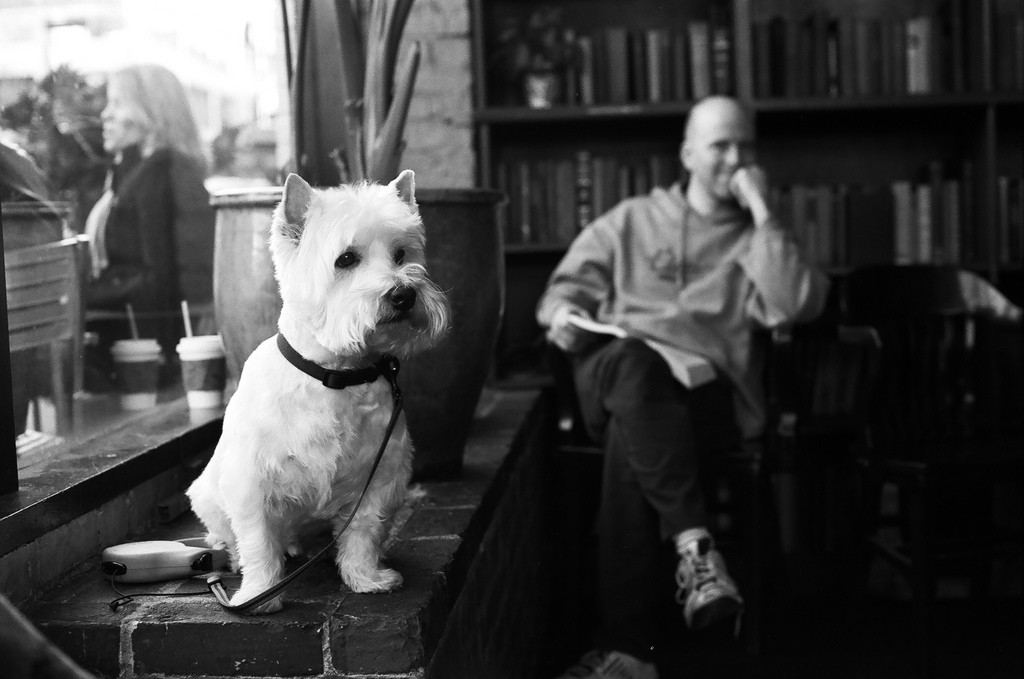 A dog chills at a cafe in Seattle