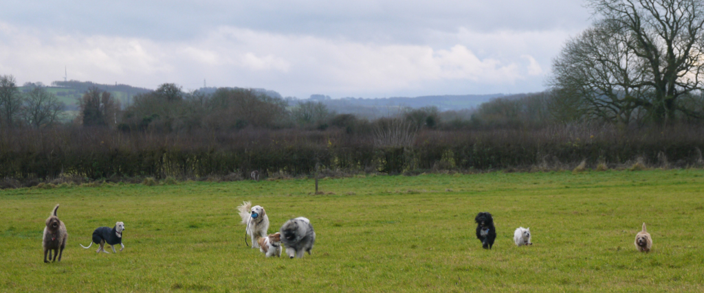 Canine boarders enjoy a leash-free run in the countryside at The Paw Seasons