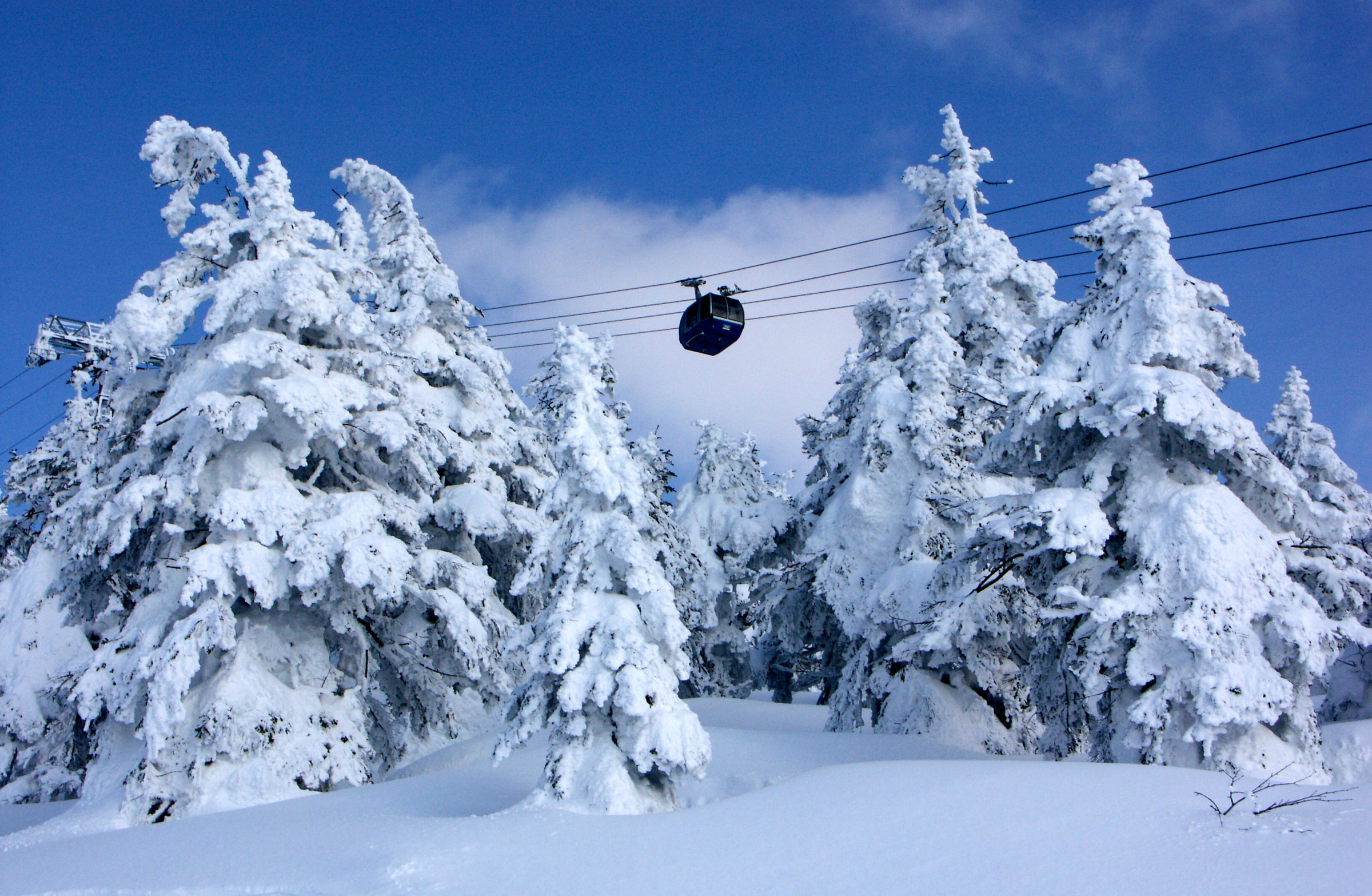 A cable car travels above a landscape of snow-bound evergreen trees