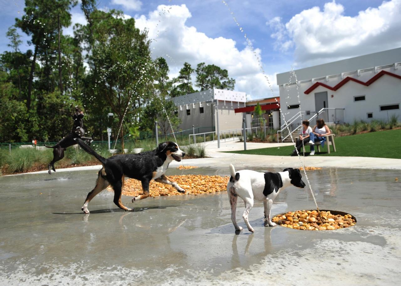 Two dogs play in the sprinklers at the Best Friends Care Center at Walt Disney World Resort