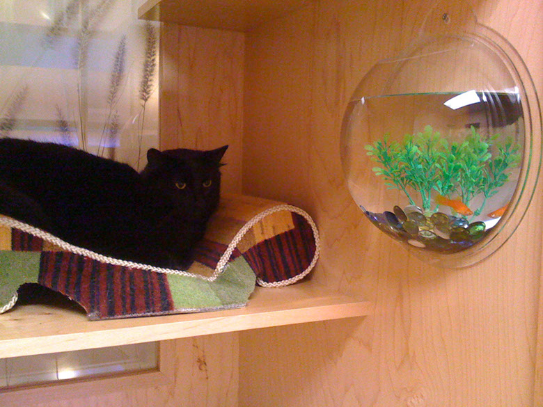 A cat reclines on its bed, watching a fish bowl