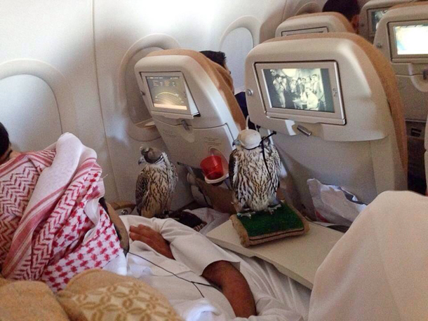 Two airline passengers nap alongside their pet falcons