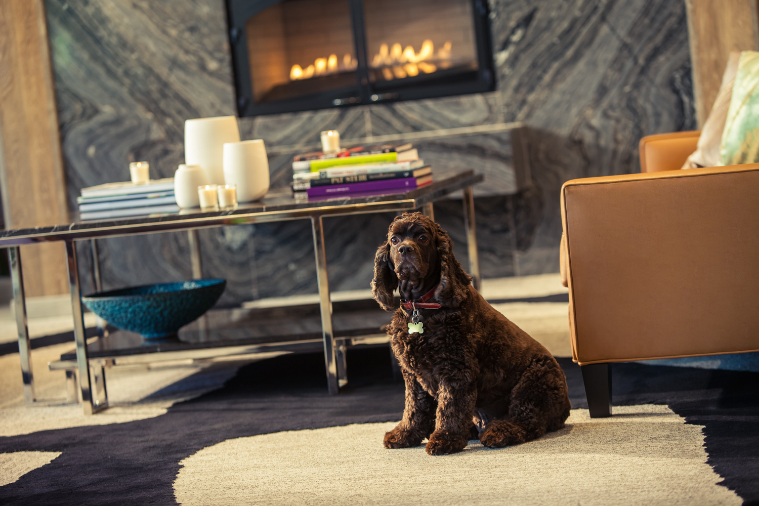 Cocker Spaniel Bosco hangs out in a hotel room