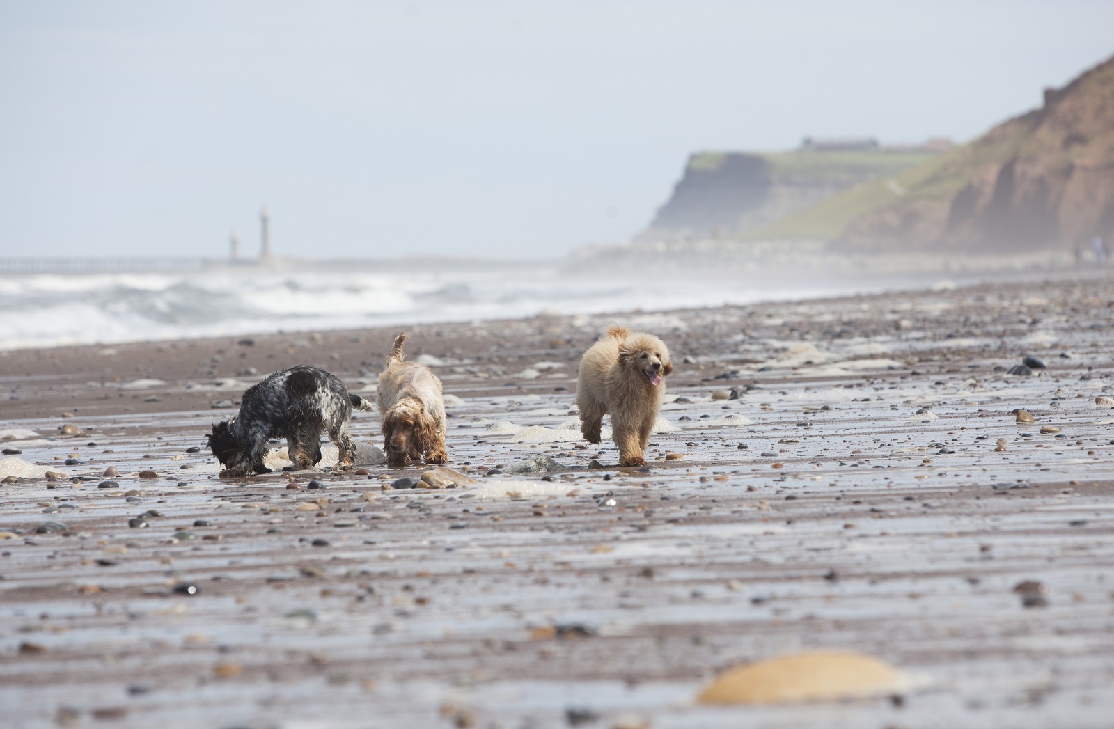 Dogs romp on the beach at Raithwaite Estate