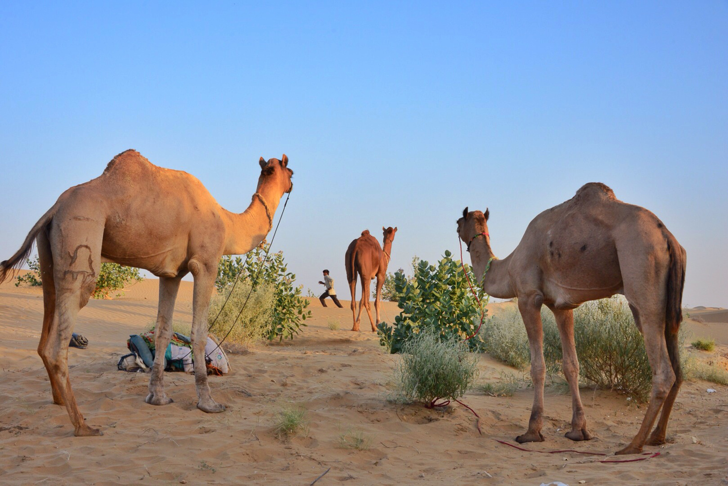5-Desert Festival. ©Flickr user Claude Chauvin