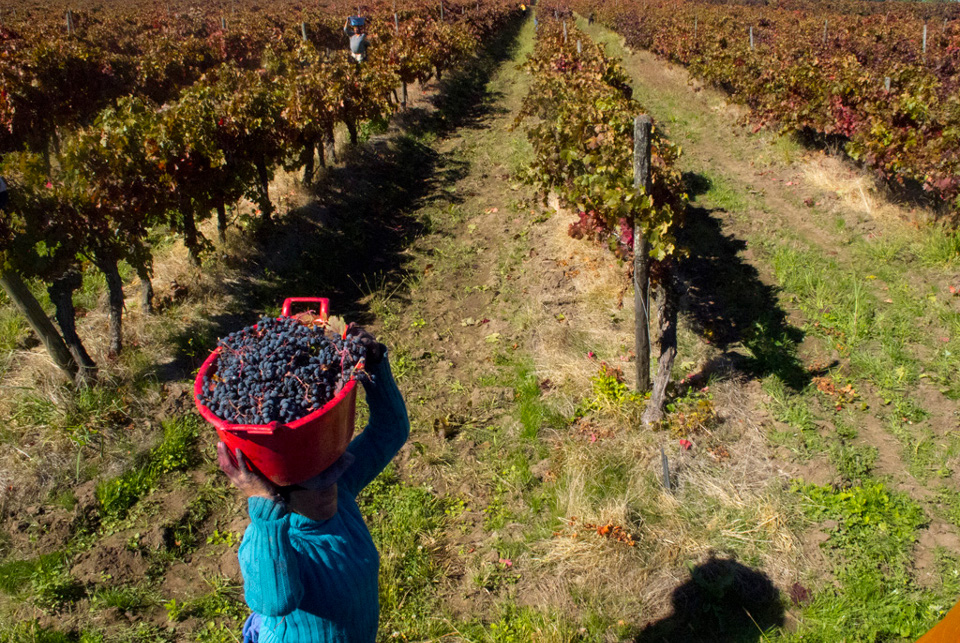 6-Curico grape festival ©Flickr user Rafael Edwards