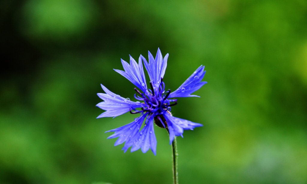 cornflower