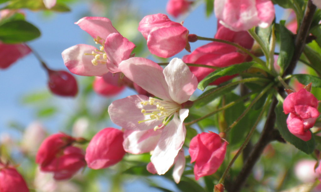 crab-apple-341477
