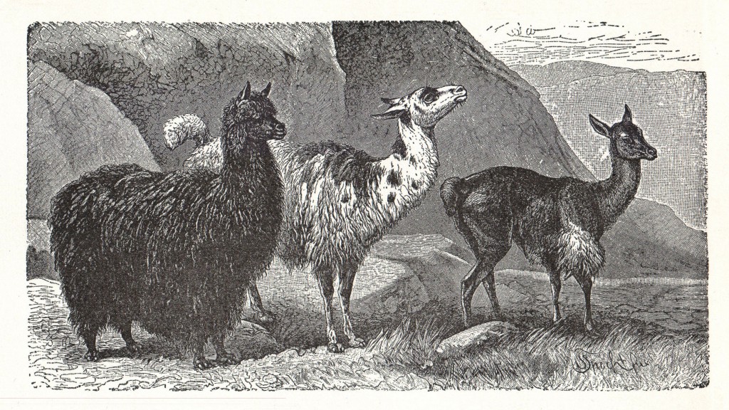 2_Alpaca