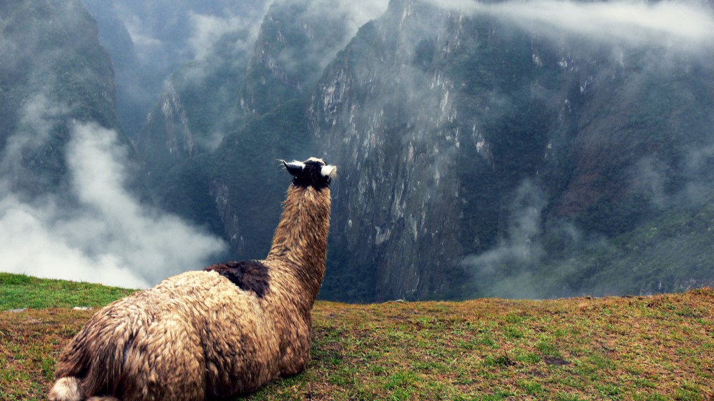 3_Alpacas
