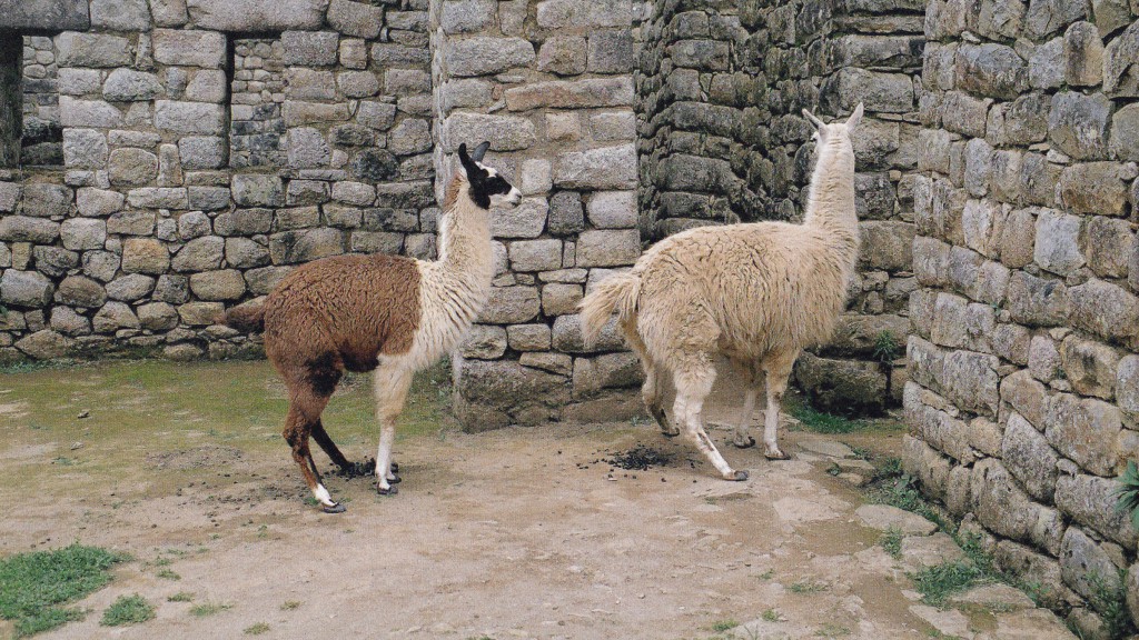 8_Alpacas