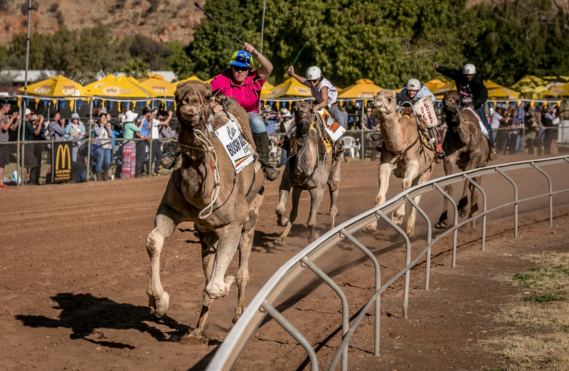 7 camel cup