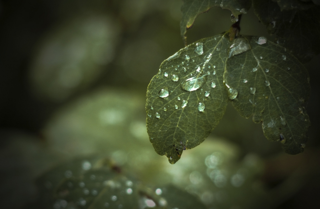 bokeh