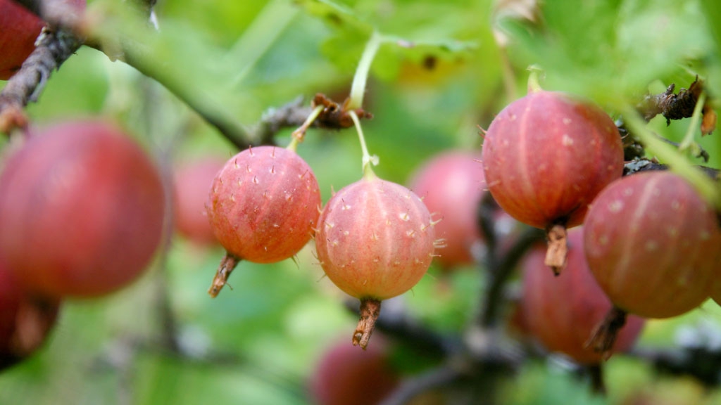 Gooseberries