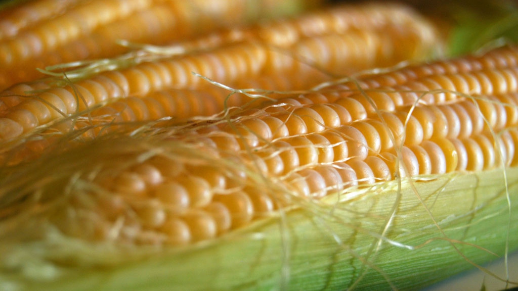 Sweet Corn