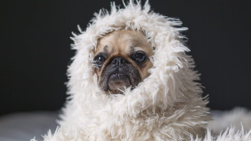 Quiz: What's The Perfect Pet For You? - Amex Essentials Quiz: What's The Perfect Pet For You? - Amex Essentials