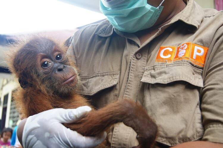 1 orangutan