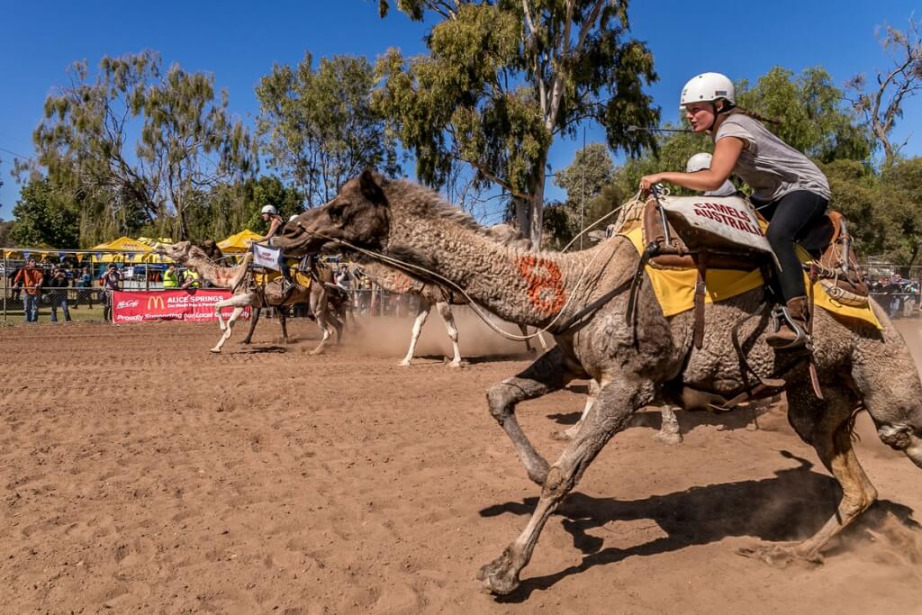 camel race 1