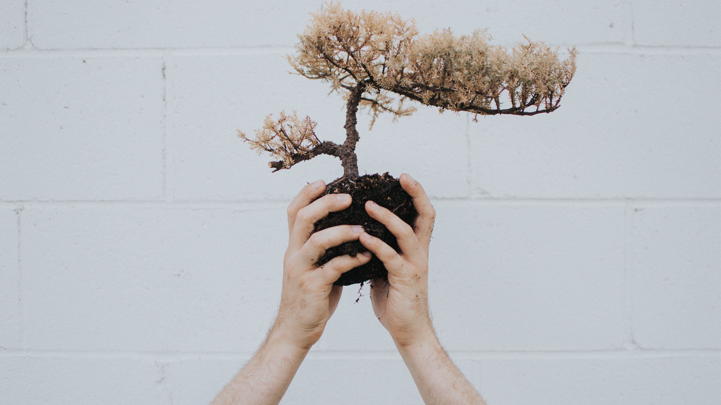 Garden Plot The Unstoppable Rise Of Miniature Gardening