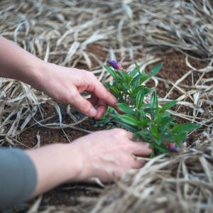 Gardening