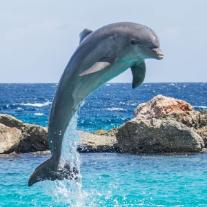 Dolphin