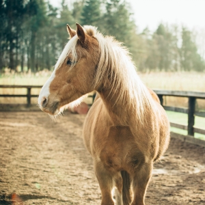 El caballo