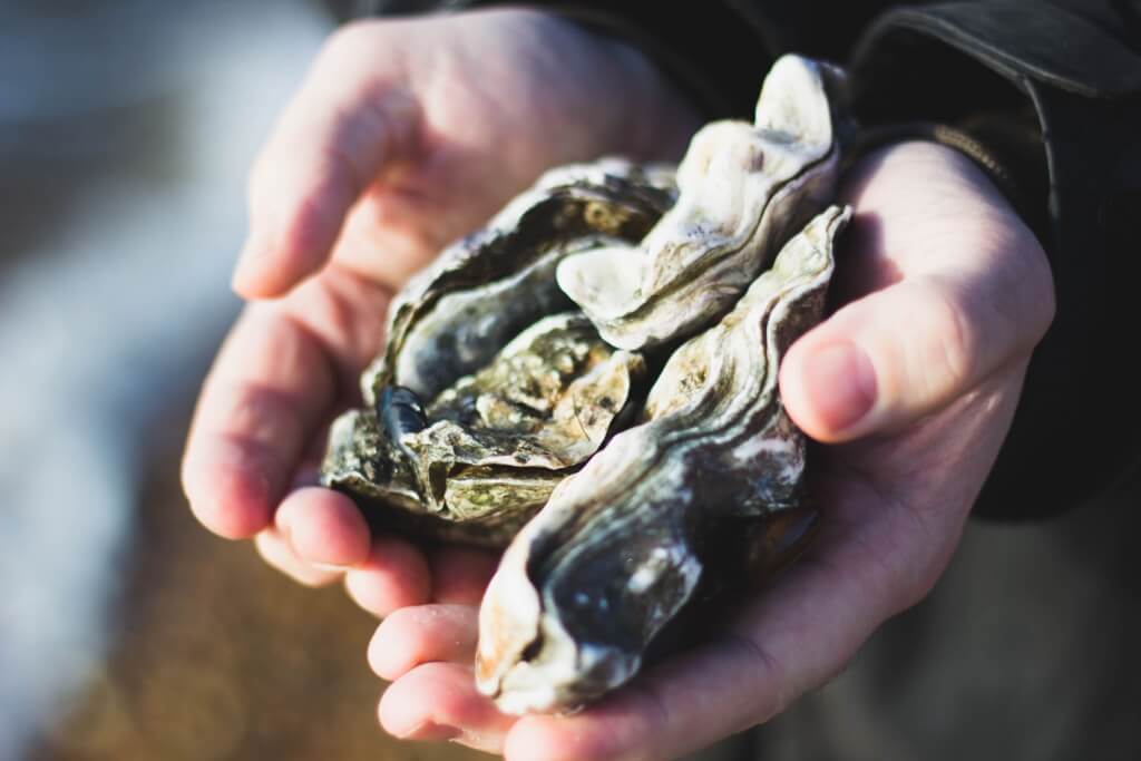 7 Bluff Oyster and Food Festival pixabay