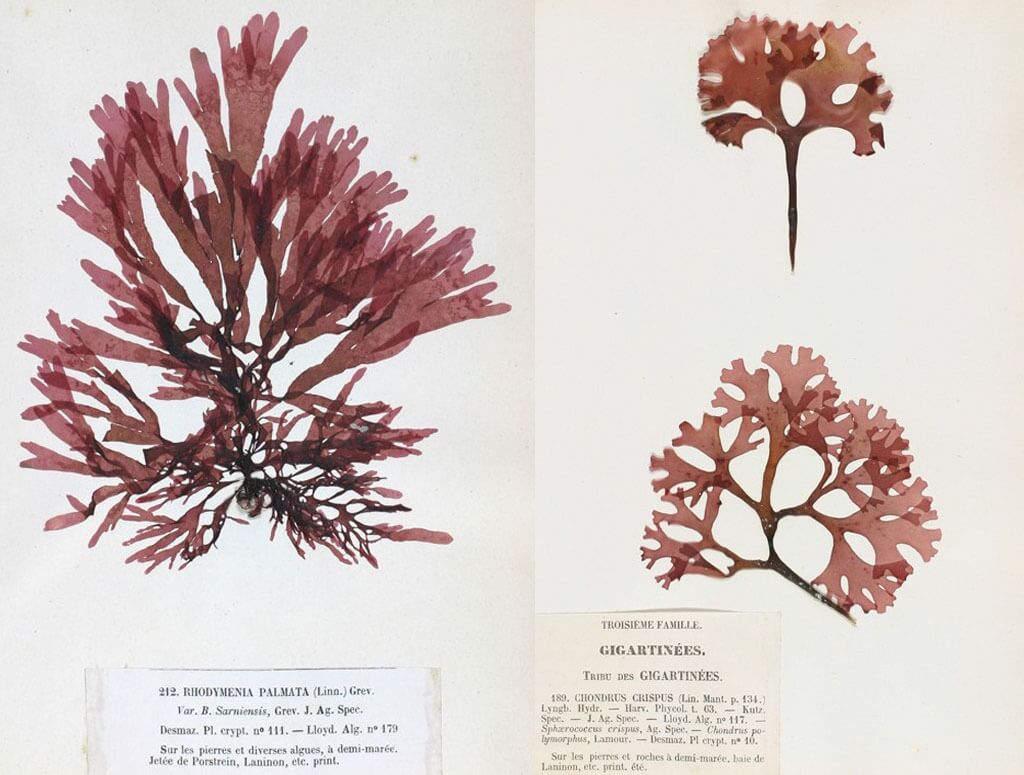 Dulse & Irish Moss