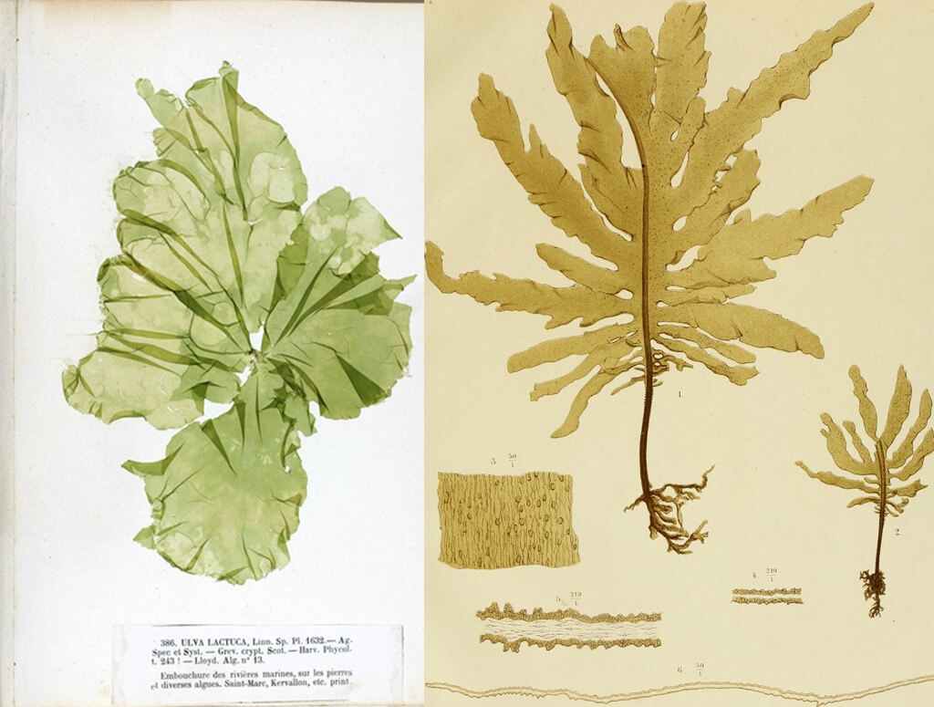 Ulva & Kelp
