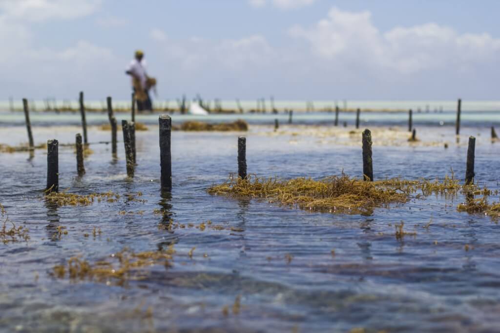 WomenWorking_SeaweedZanzibar_3