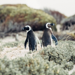 Observación de fauna y flora silvestre