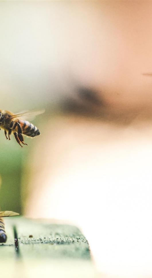 Hive Mind: Urban Beekeeping 101