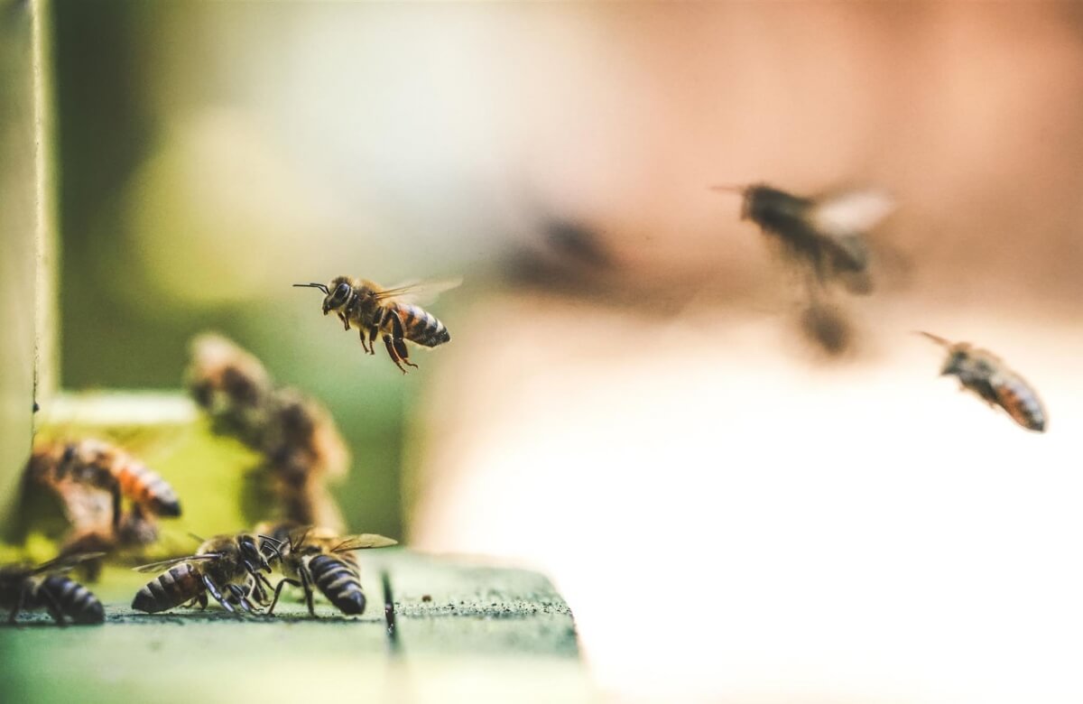 Hive Mind: Urban Beekeeping 101