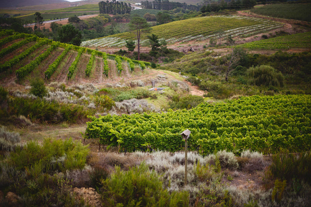 Creation Wines