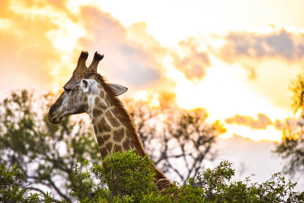 Giraffe Kruger