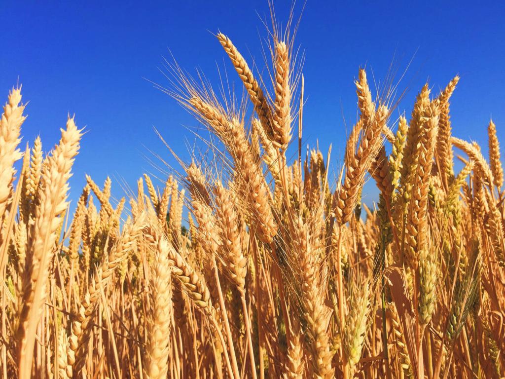 1a barley