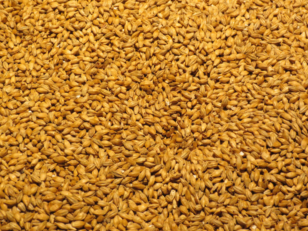 1b barley