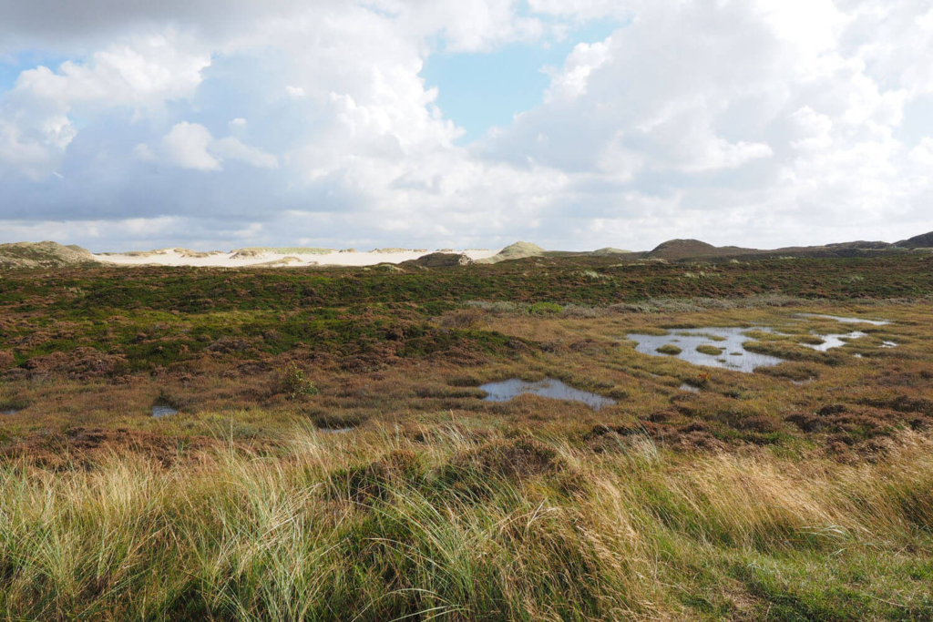 2a peat bog