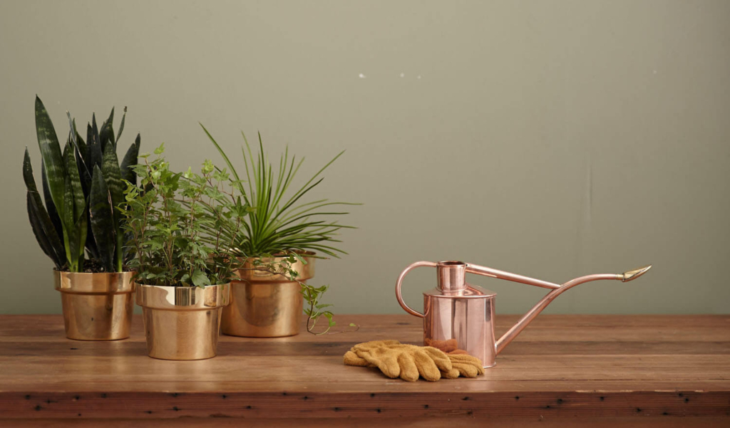 3 indoor plants
