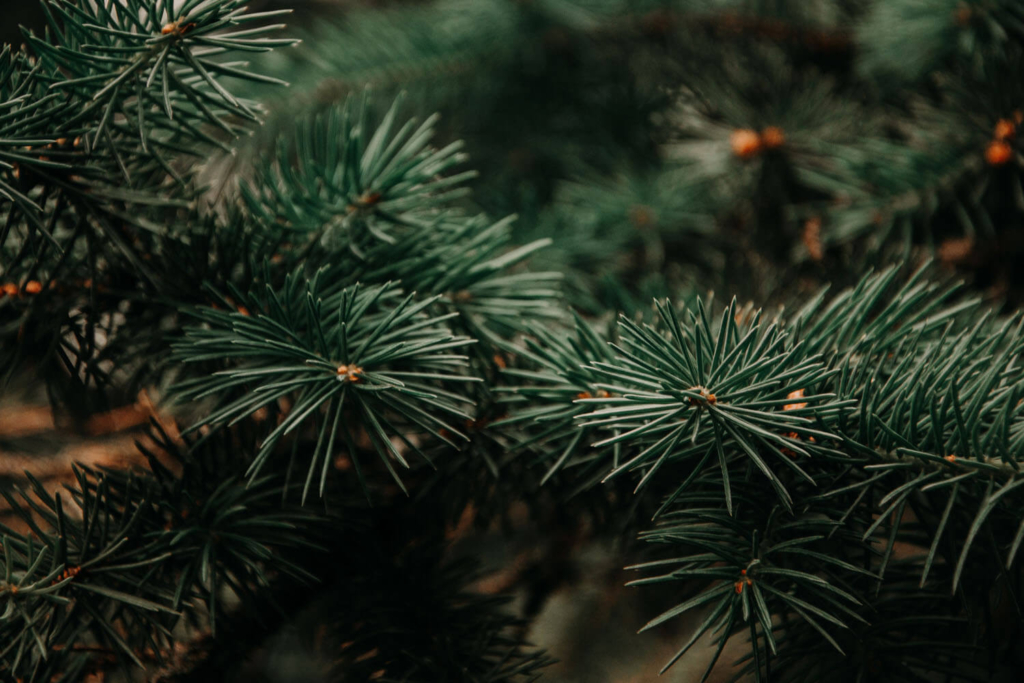 1 Christmas Tree