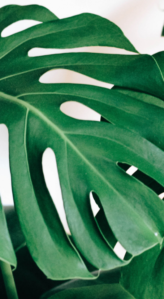 Trendwatch: The Monstera Leaf
