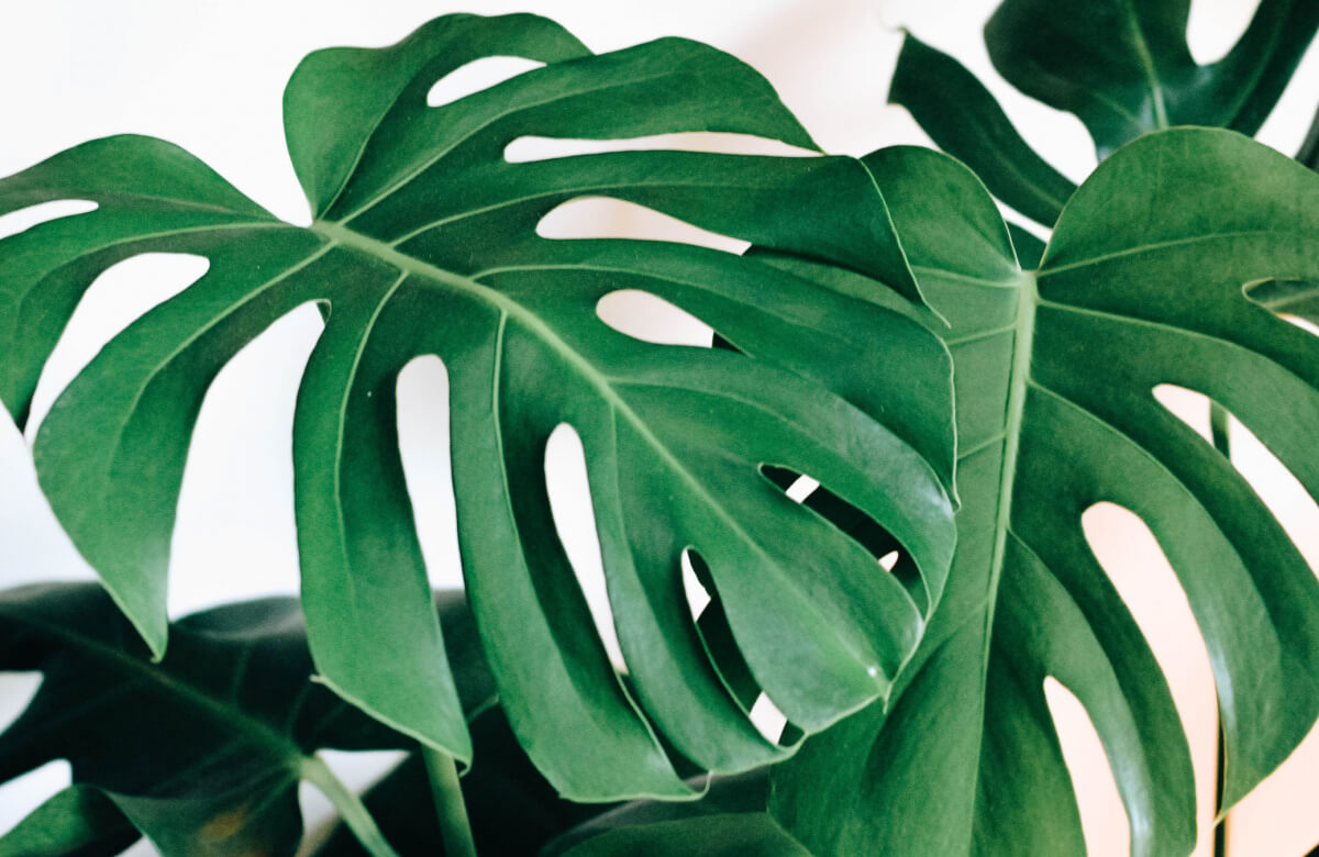 Trendwatch: The Monstera Leaf