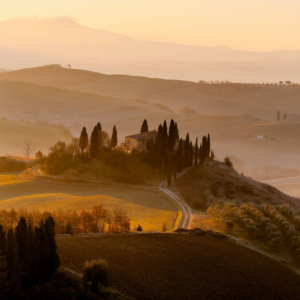 Scenic Vineyard