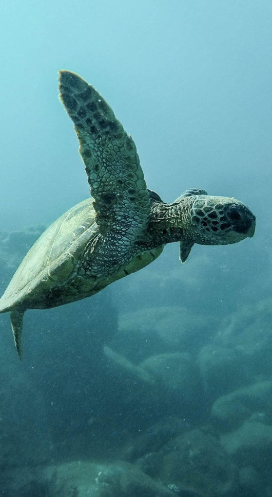 Giving Back: Save The Oceans This Holiday Season