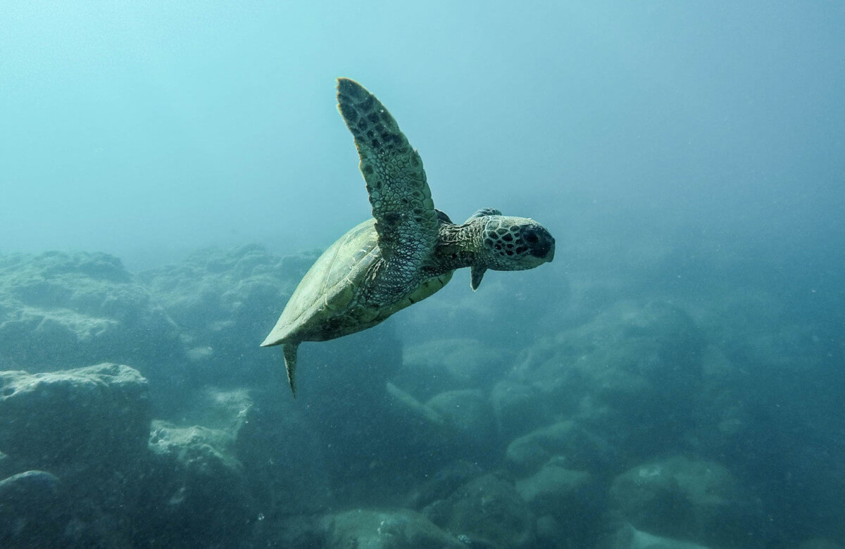 Giving Back: Save The Oceans This Holiday Season