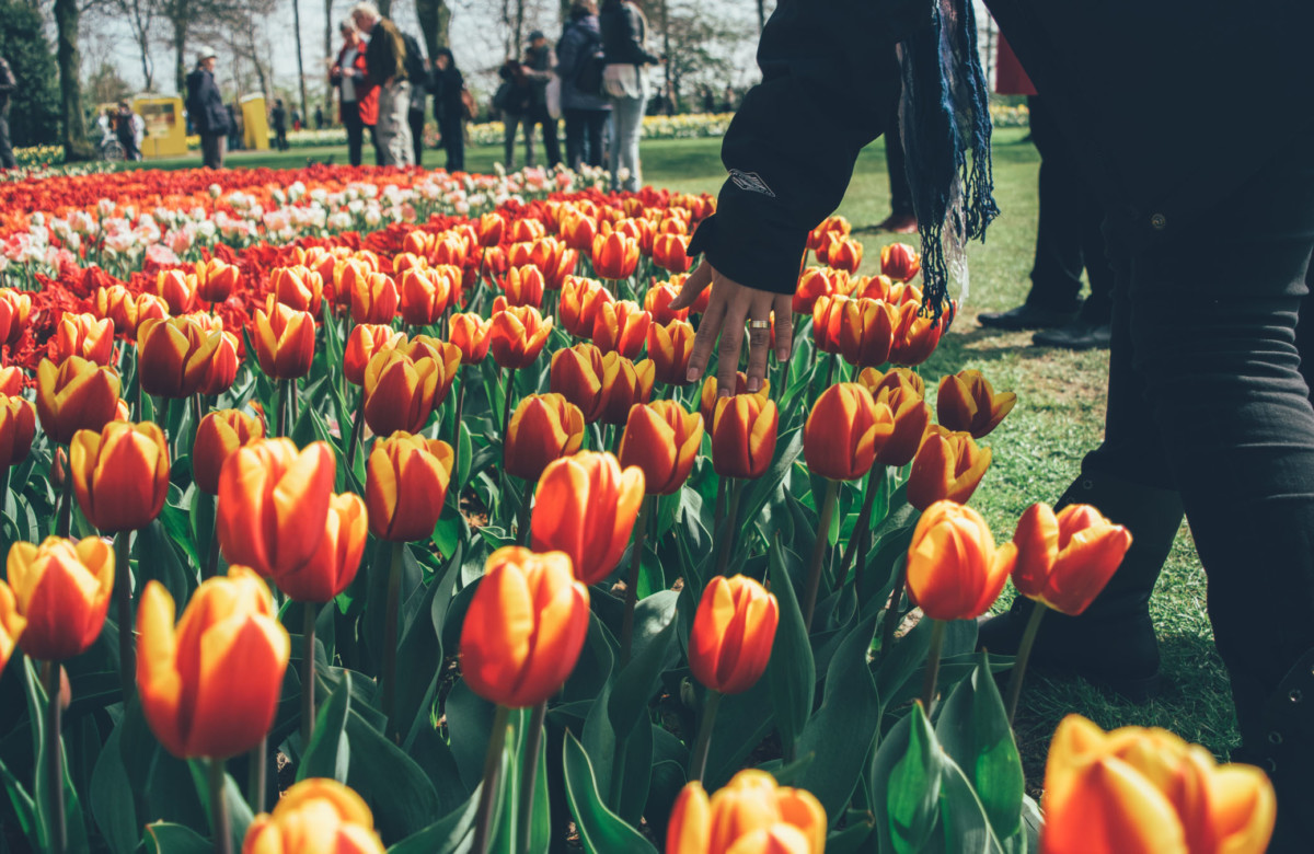 Quiz: Which Flower Festival Should You Attend?