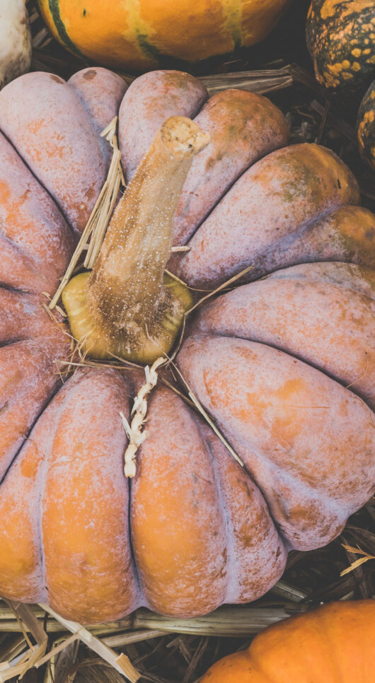 Oh My Gourd! 9 Unusual Pumpkin & Squash Varieties To Know (And Cook)