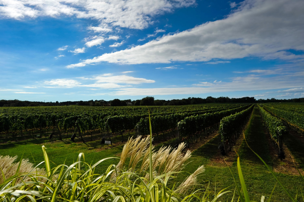 1b credit Bedell Cellars